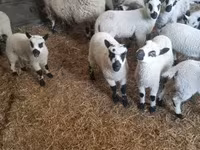मेढ़ा, Cerry Hill sheep — फ़ोटो 1