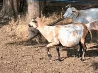 母羊, Cameroon sheep — 照片 1
