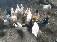 Chickens — Foto 1