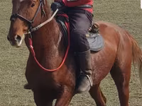 Hengst, Trakehner — Foto 2