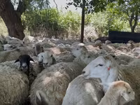 Sheep, Sheep — photo 7