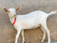 Cabra, Saanen goat — foto 1