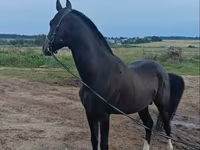Hengst, Akhal-Teke — Foto 3