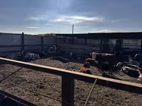 सांड, Simmental cattle — फ़ोटो 4