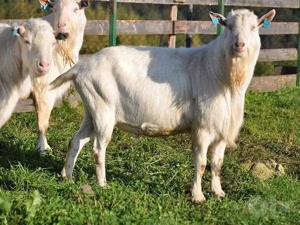 Cabras (lote, sexo não especificado), Saanen goat