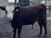 Toro, Vaca kazaja de cabeza blanca — foto 1