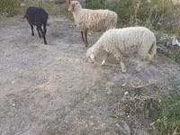 भेड़, भेड़ — फ़ोटो 4