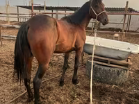 At, Standardbred — foto 2