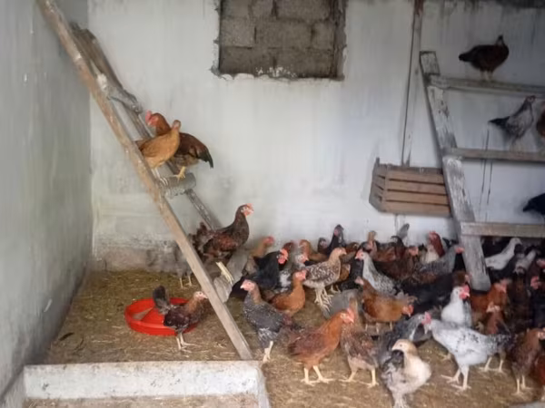 Chickens