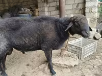 Qoç, Qoyunlar — foto 2