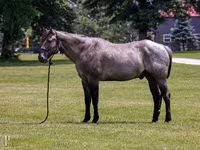 Caballo, Quarter Horse — foto 1