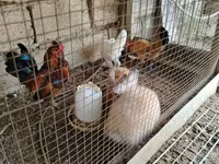 Chickens — foto 4