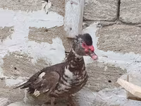 Turkeys — photo 5