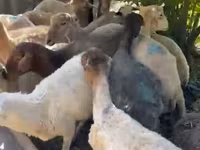Sheep (batch, sex not specified), Sheep — photo 6