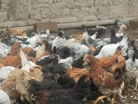Chickens — foto 8