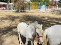 Caballos (lote, sexo no especificado), Australian Pony — foto 5