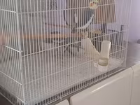 Növ: Nimfa (Cockatiel) papağanları və qəfəs dəsti 4 quw qefes daxil — 照片 1