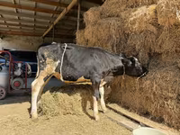 Vaca, Russian Black pied cattle — foto 4