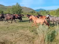 Koń, North Swedish horse — zdjęcie 1