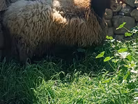 公羊, Sheep — 照片 4