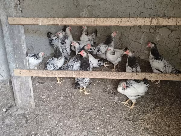 Chickens — Azerbaijan