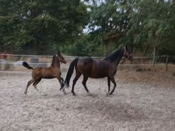 Toychoq, Lipizzaner