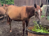Madyan, Thoroughbred horse — foto 2