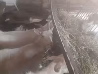 Goat, Goats — photo 2