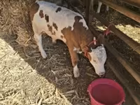 Byk, Węgierska szara rasa — zdjęcie 1