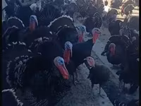Turkeys — foto 4