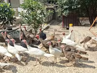 Turkeys — photo 2