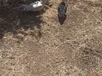 Ducks — photo 4