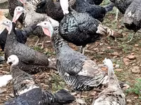 Turkeys — Foto 2