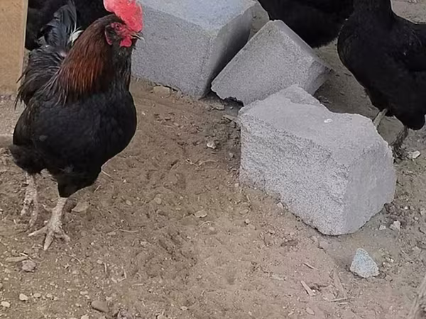 Chickens