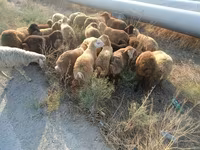 Sheep, Sheep — photo 3
