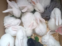 Dovşan yemləri 1-kq 2-azn. Sadə Dovşan 🐰 yemi 2-azn. vitaminli yemlər — 照片 1
