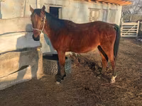 Cavalo, Anglo-Arabian — foto 6