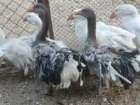 Geese — 照片 6