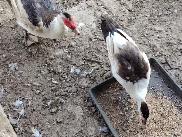pato criollo doméstico