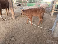İnək, Red Estonian cattle — foto 2