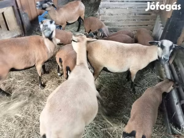 Вівця, Cameroon sheep