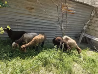 Sheep, Sheep — photo 1