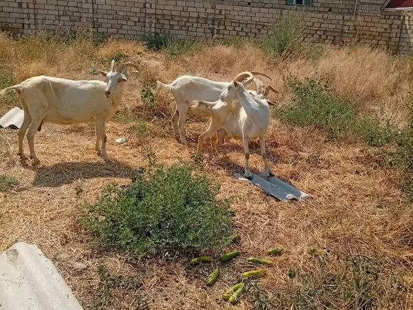 Goat, Saanen goat
