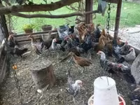 Holenderski bantam — zdjęcie 6