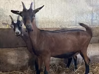 Cabra, Alpine goat — foto 2