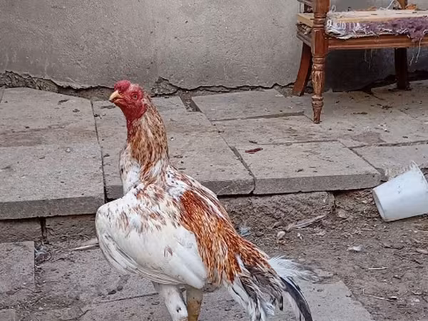 Chickens