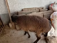 Qoç, Blackheaded Persian sheep — foto 3