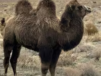 Tuya lar (partiya, jinsi ko‘rsatilmagan), Kazakh Bactrian camel — 3-rasm