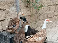 Ducks — photo 2