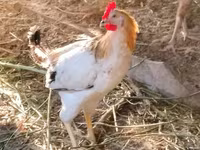Chickens — photo 7